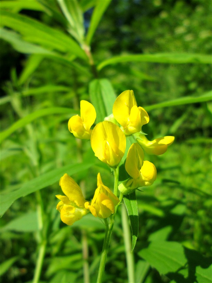 Wiesen-Platterbse (Lathyrus pratensis) im Naturschutzgebiet „Ketscher Rheininsel“