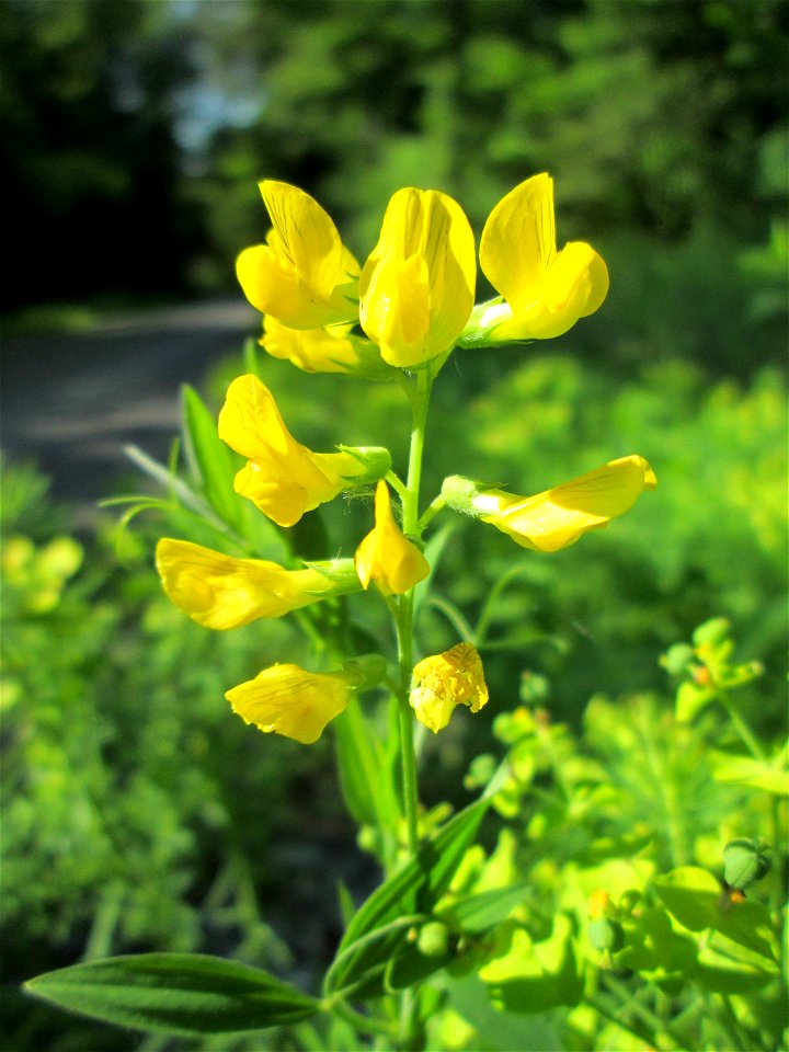 Wiesen-Platterbse (Lathyrus pratensis) im Naturschutzgebiet „Ketscher Rheininsel“