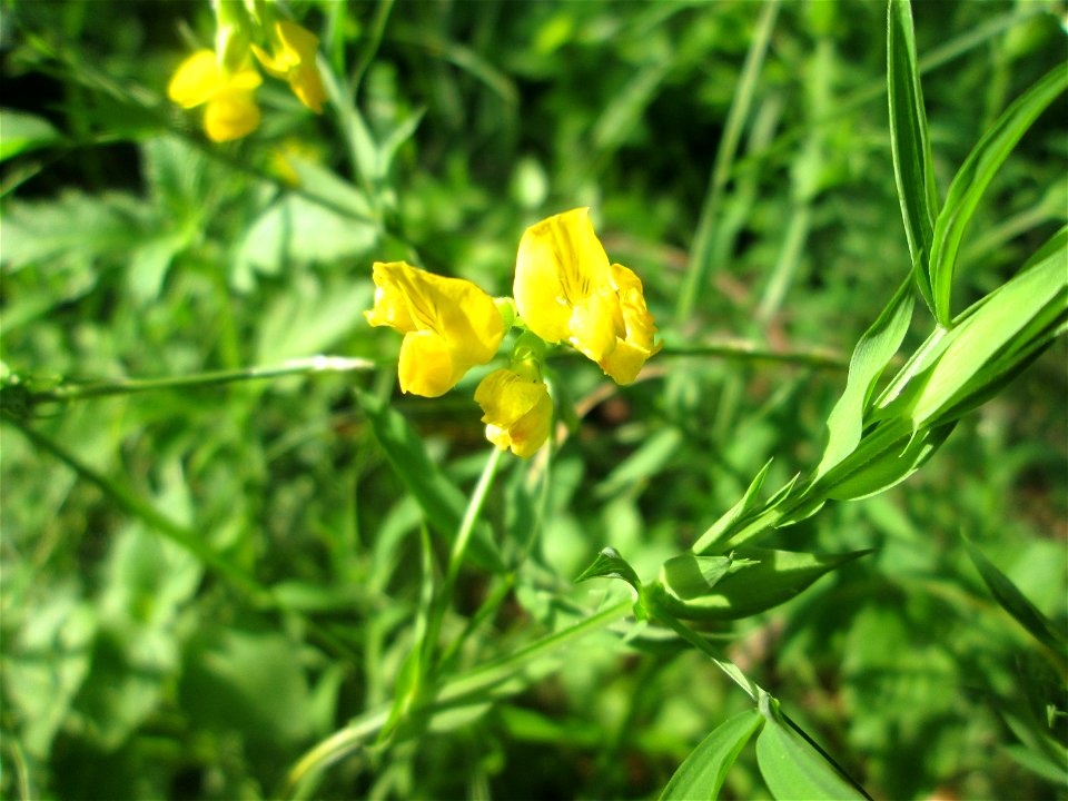 Wiesen-Platterbse (Lathyrus pratensis) in der Schwetzinger Hardt
