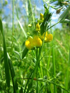 Wiesen-Platterbse (Lathyrus pratensis) in Saarbrücken