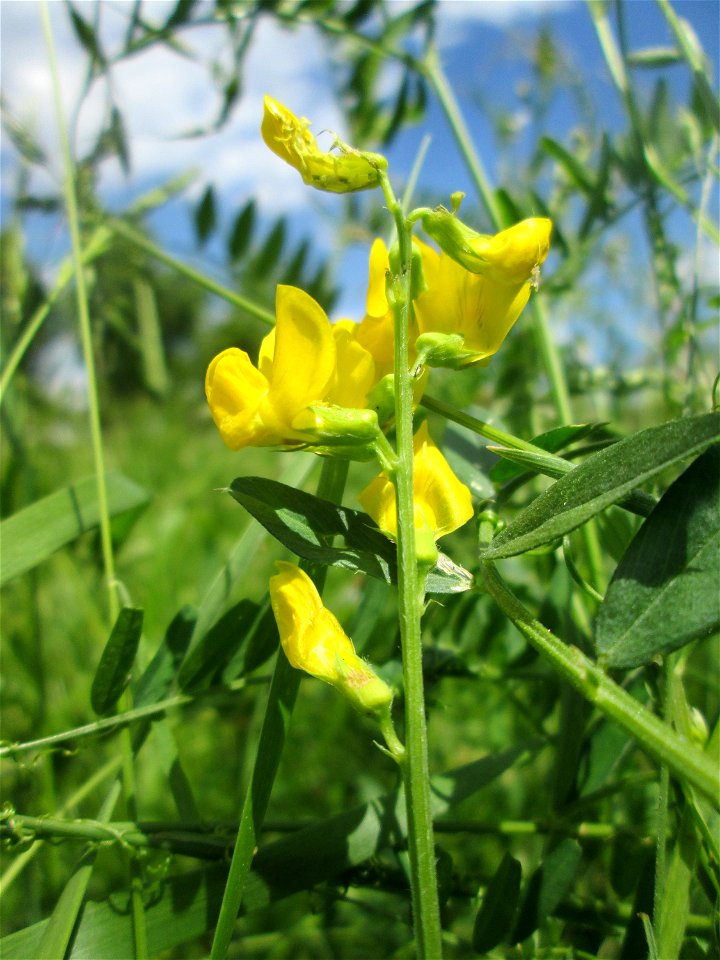 Wiesen-Platterbse (Lathyrus pratensis) in Saarbrücken
