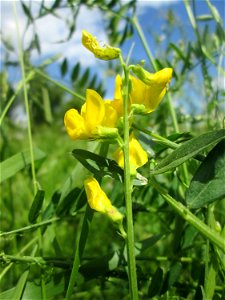 Wiesen-Platterbse (Lathyrus pratensis) in Saarbrücken
