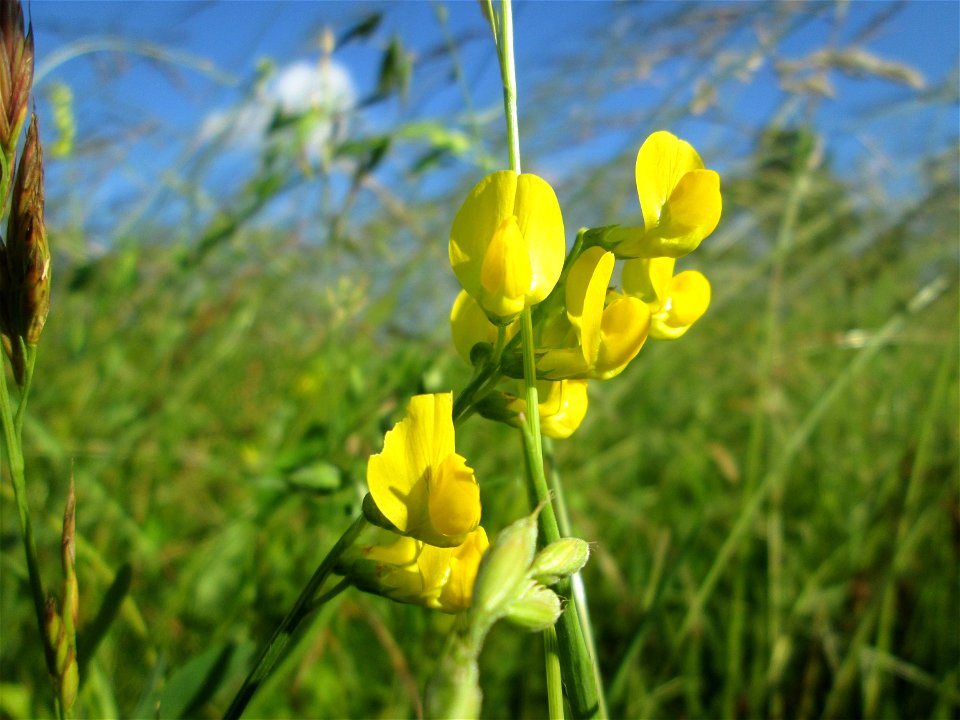 Wiesen-Platterbse (Lathyrus pratensis) im Naturschutzgebiet „Hochholz-Kapellenbruch“