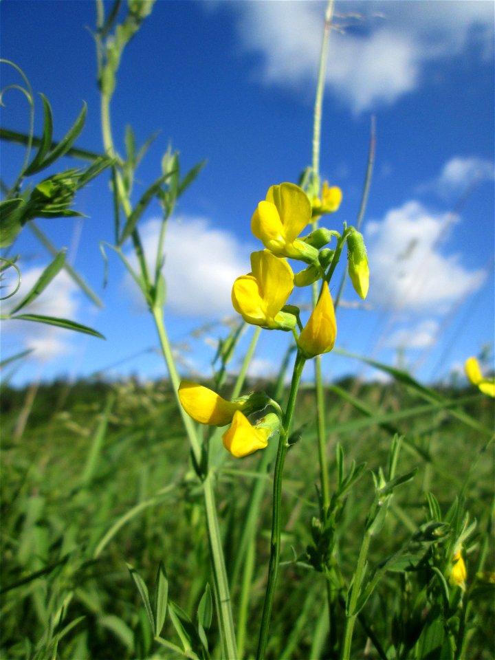 Wiesen-Platterbse (Lathyrus pratensis) im Naturschutzgebiet „Hochholz-Kapellenbruch“