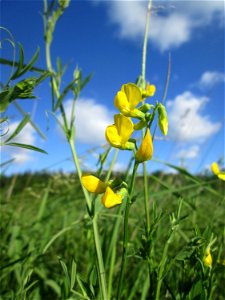 Wiesen-Platterbse (Lathyrus pratensis) im Naturschutzgebiet „Hochholz-Kapellenbruch“