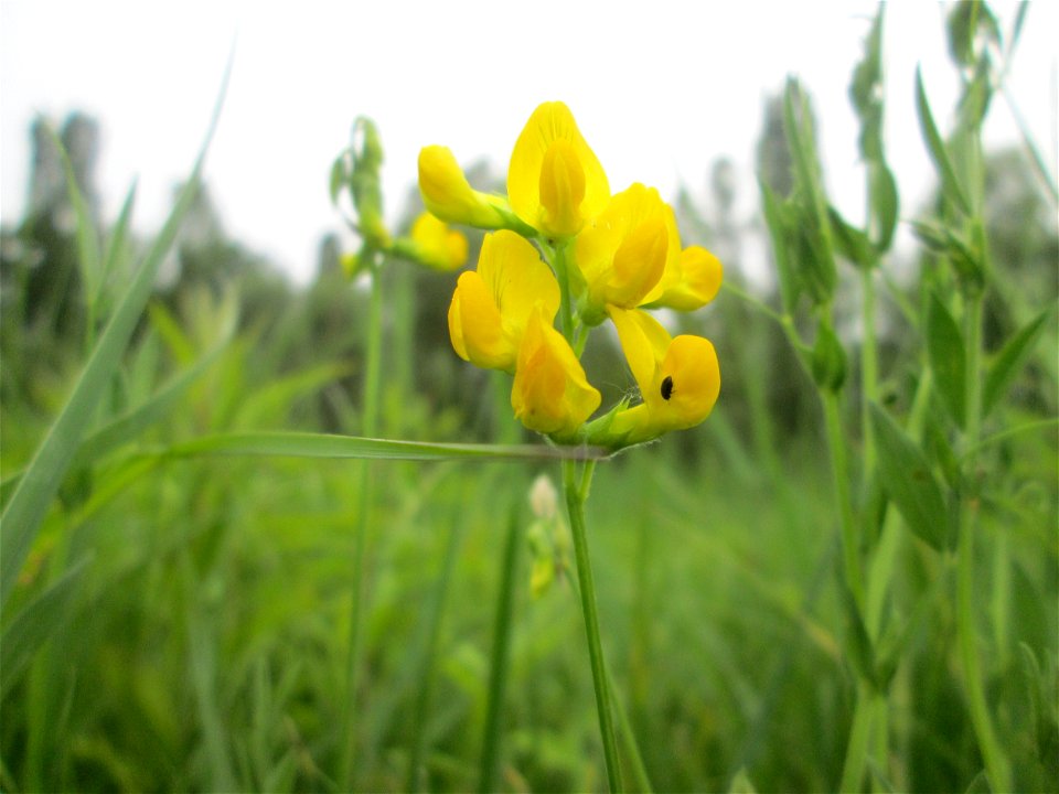 Wiesen-Platterbse (Lathyrus pratensis) im Naturschutzgebiet „St. Arnualer Wiesen“