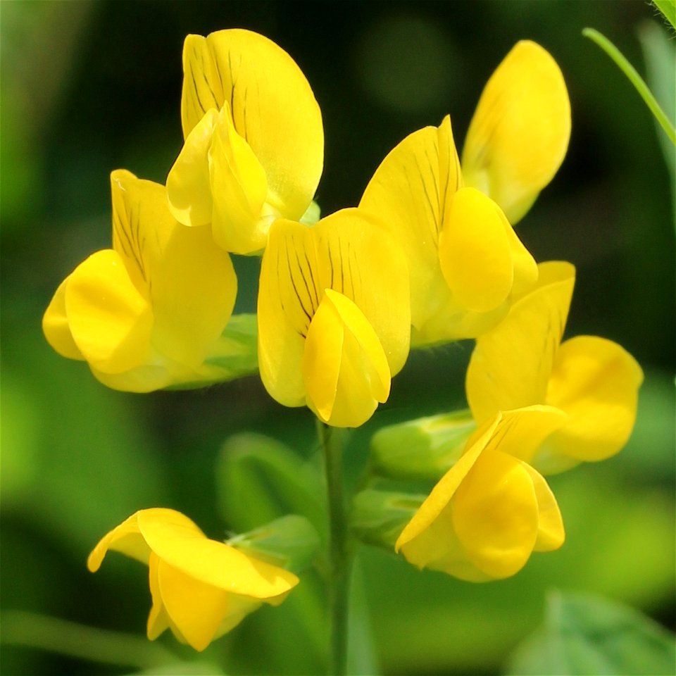 Lathyrus pratensis (Meadow vetchling) in Mount Ibuki