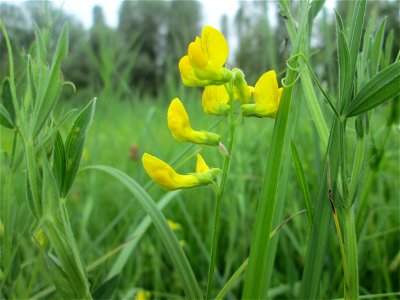 Wiesen-Platterbse (Lathyrus pratensis) im Naturschutzgebiet „St. Arnualer Wiesen“