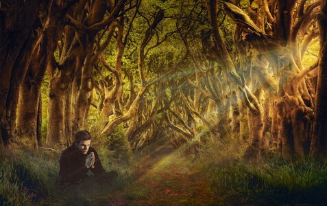 Trees pray shining