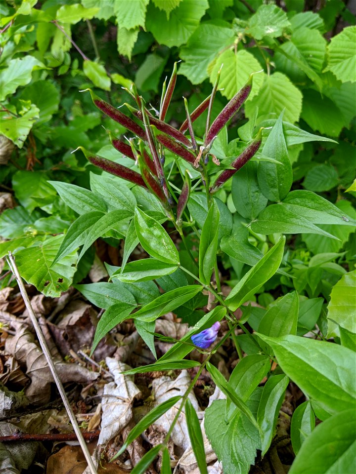 fruit of Lathyrus vernus, Křivoklátsko PLA, near a road close to Kublov