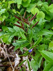fruit of Lathyrus vernus, Křivoklátsko PLA, near a road close to Kublov