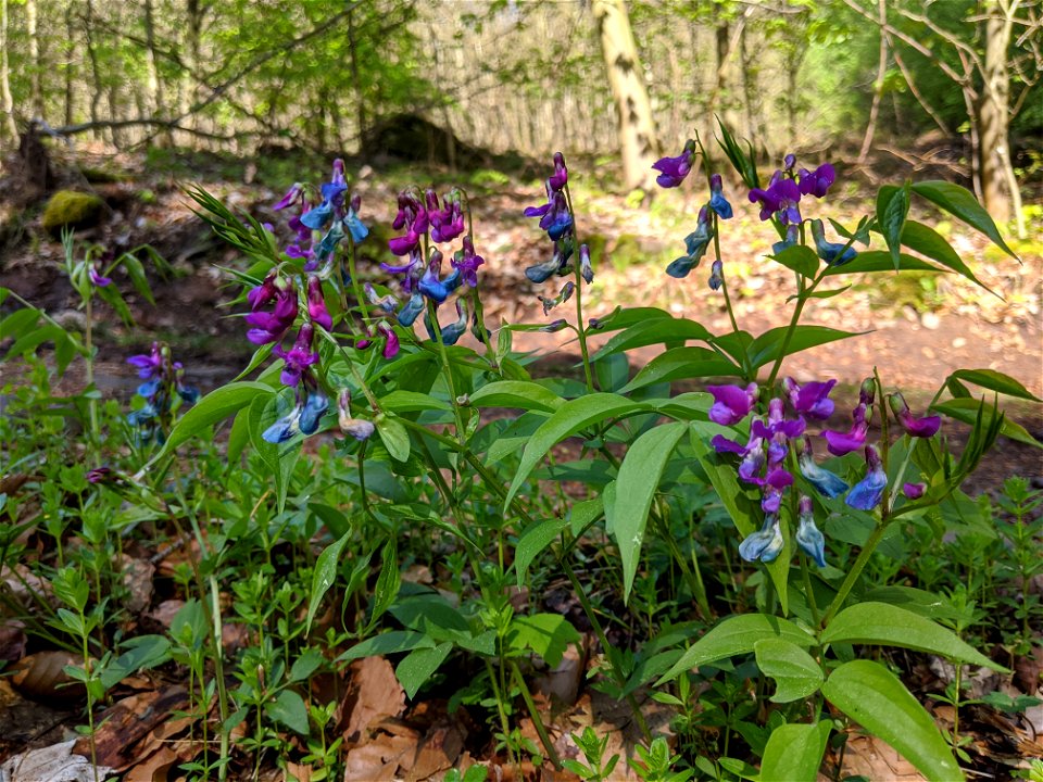 multiple plants of Lathyrus vernus, Czechia