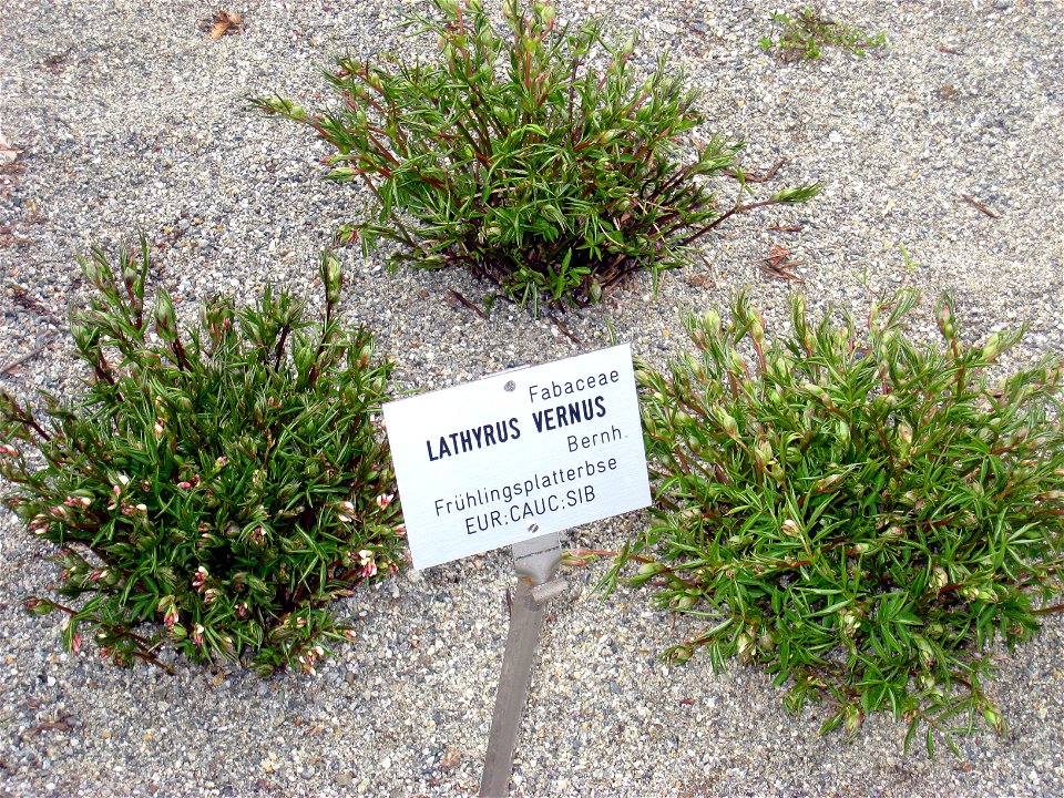 Lathyrus vernus - Botanical Garden, Innsbruck, Austria.