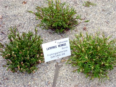 Lathyrus vernus - Botanical Garden, Innsbruck, Austria.