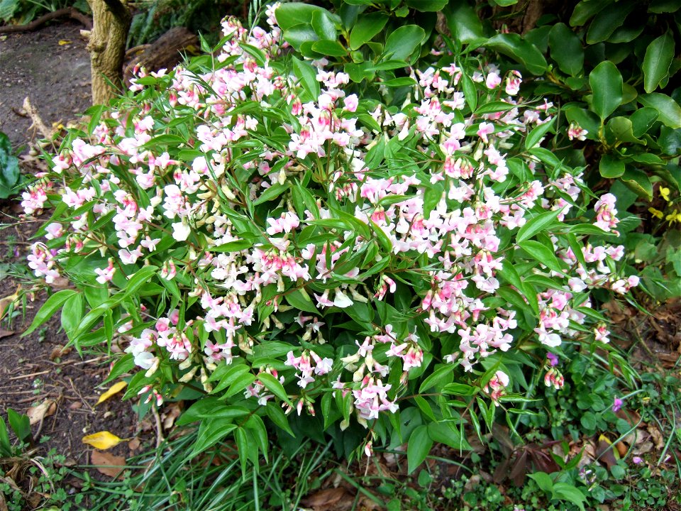 Lathyrus vernus 'Alboroseus'.