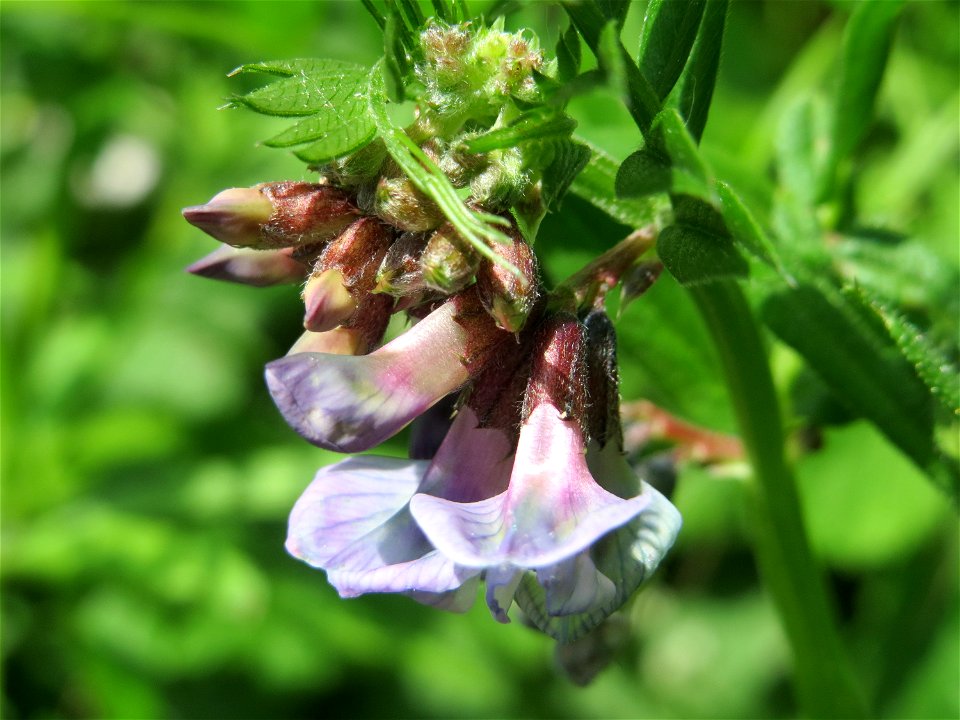 Zaun-Wicke (Vicia sepium) im Naturschutzgebiet Wagbachniederung