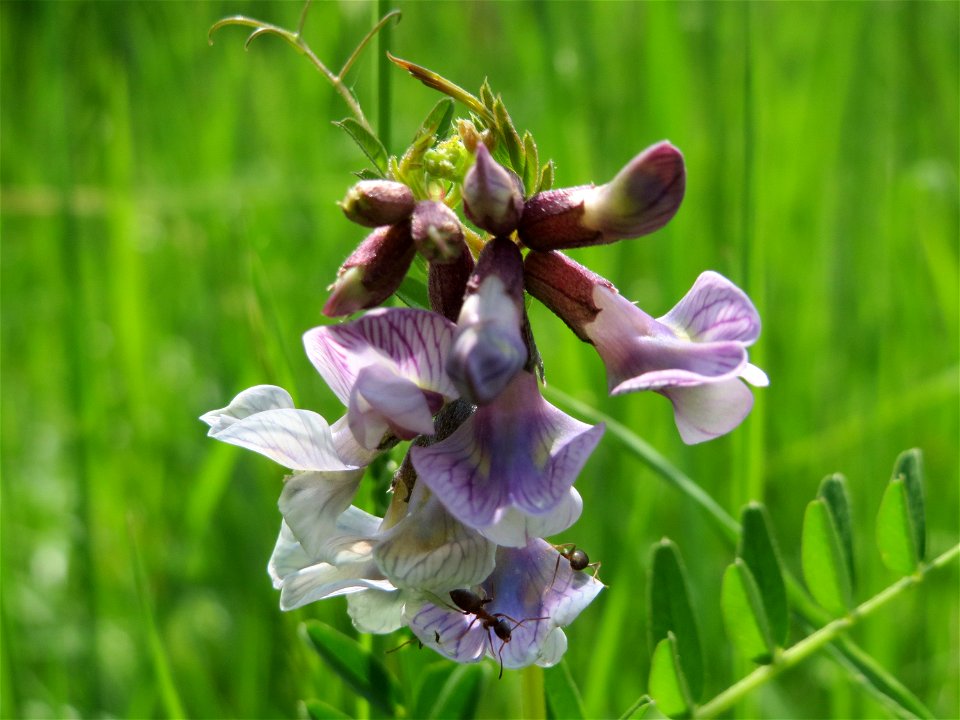 Zaun-Wicke (Vicia sepium) in den Horststückern im Landschaftsschutzgebiet Hockenheimer Rheinbogen