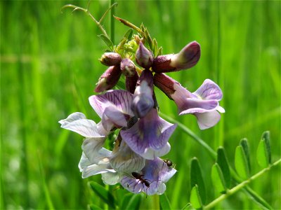 Zaun-Wicke (Vicia sepium) in den Horststückern im Landschaftsschutzgebiet Hockenheimer Rheinbogen