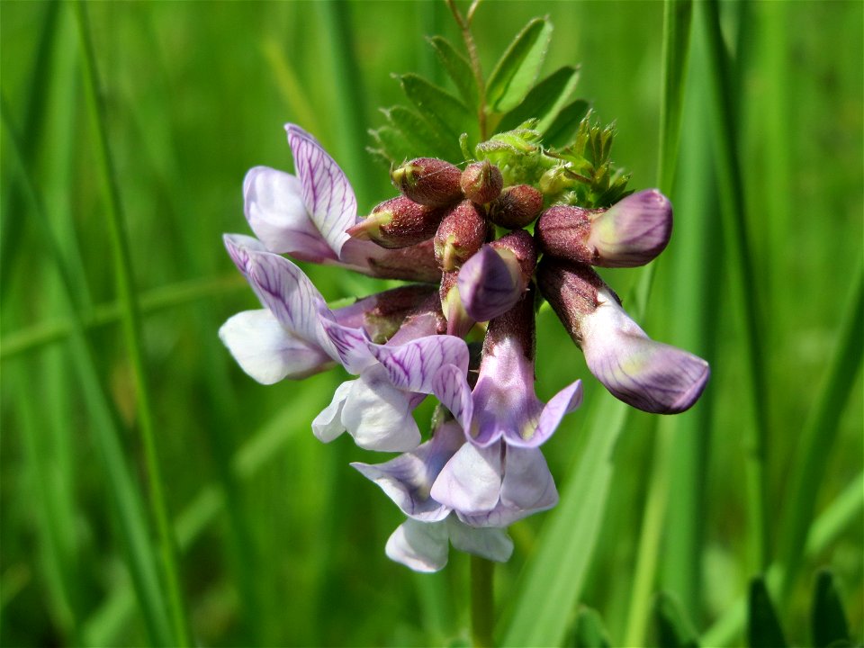 Zaun-Wicke (Vicia sepium) in den Horststückern im Landschaftsschutzgebiet Hockenheimer Rheinbogen