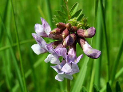 Zaun-Wicke (Vicia sepium) in den Horststückern im Landschaftsschutzgebiet Hockenheimer Rheinbogen