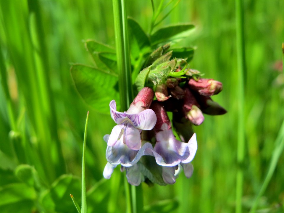 Zaun-Wicke (Vicia sepium) im Naturschutzgebiet Bachwiesen/Leopoldswiesen im Hockenheimer Rheinbogen