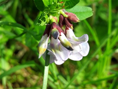 Zaun-Wicke (Vicia sepium) im Naturschutzgebiet Bachwiesen/Leopoldswiesen im Hockenheimer Rheinbogen