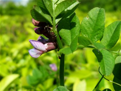 Zaun-Wicke (Vicia sepium) im Neuenheimer Feld in Heidelberg