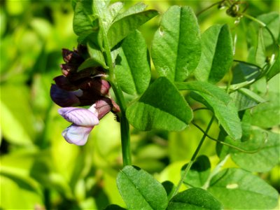Zaun-Wicke (Vicia sepium) im Neuenheimer Feld in Heidelberg