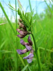 Zaun-Wicke (Vicia sepium) im Naturschutzgebiet Bachwiesen/Leopoldswiesen im Hockenheimer Rheinbogen