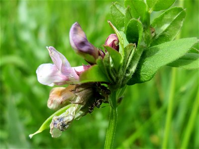 Zaun-Wicke (Vicia sepium) im Landschaftsschutzgebiet „Hockenheimer Rheinbogen“