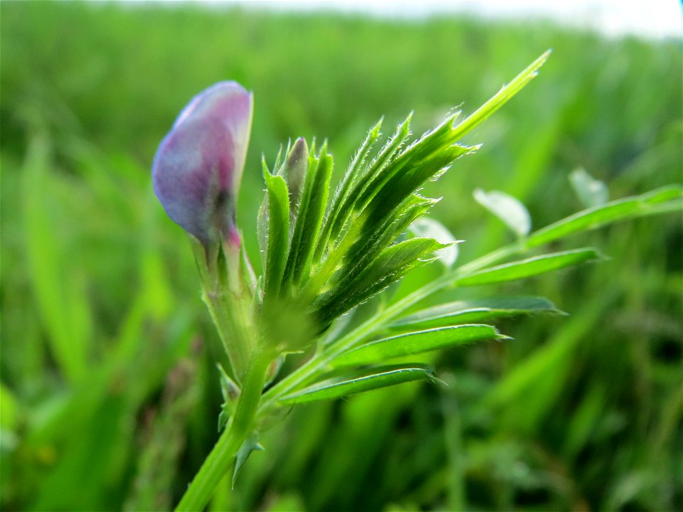 Zaun-Wicke (Vicia sepium) im Landschaftsschutzgebiet Rheinhessisches Rheingebiet bei Worms
