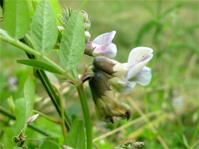 Zaun-Wicke (Vicia sepium) in den Horststückern im Landschaftsschutzgebiet Hockenheimer Rheinbogen