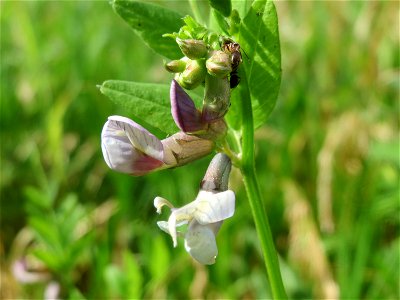 Zaun-Wicke (Vicia sepium) im Naturschutzgebiet Bachwiesen/Leopoldswiesen im Hockenheimer Rheinbogen
