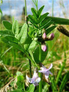 Zaun-Wicke (Vicia sepium) im Naturschutzgebiet Bachwiesen/Leopoldswiesen im Hockenheimer Rheinbogen
