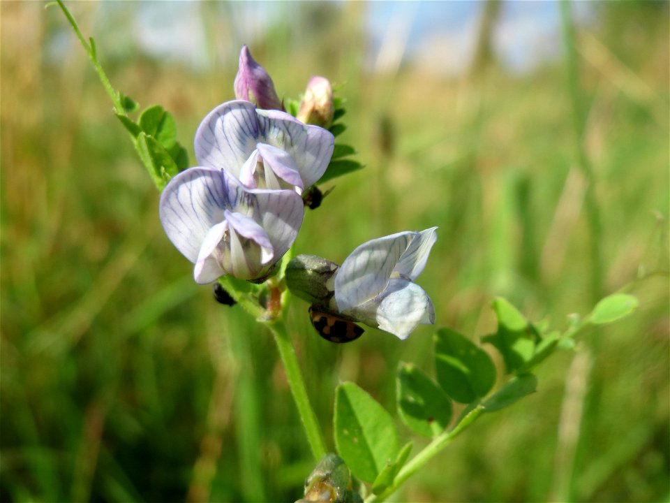 Zaun-Wicke (Vicia sepium) im Naturschutzgebiet Bachwiesen/Leopoldswiesen im Hockenheimer Rheinbogen