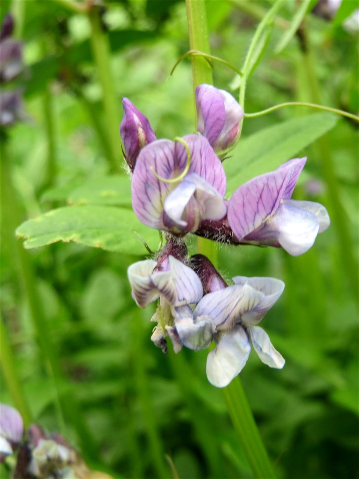 Zaun-Wicke (Vicia sepium) im Simbachtal