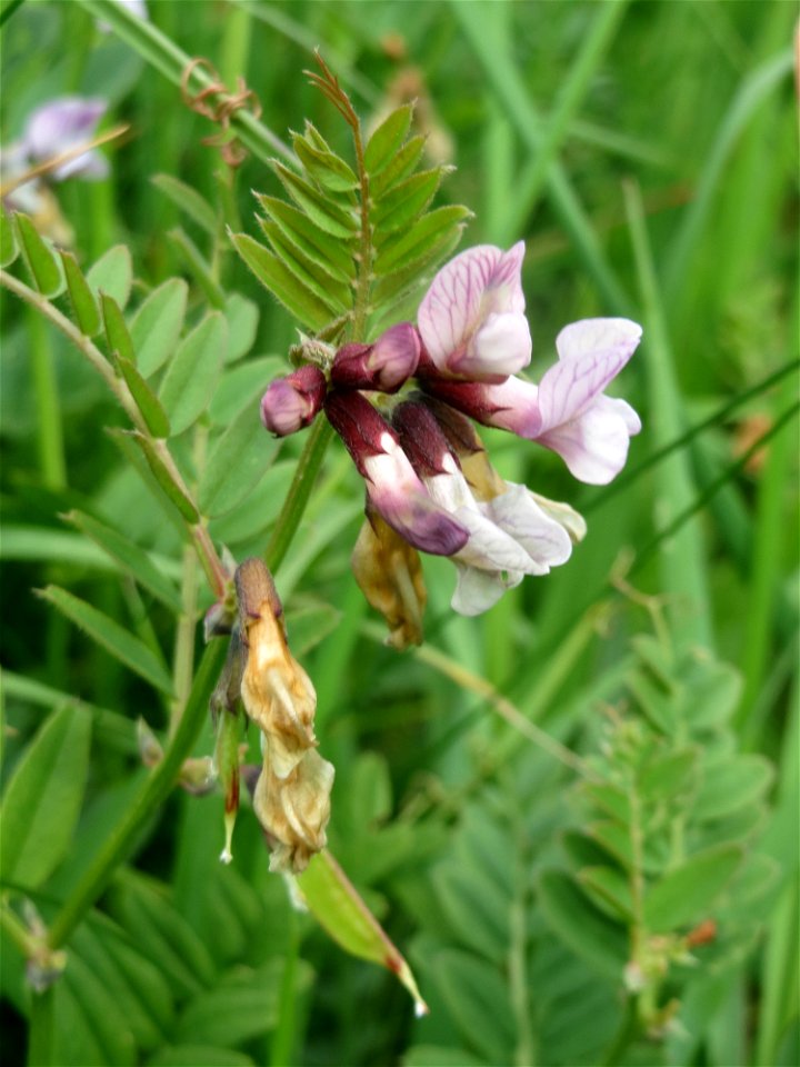 Zaun-Wicke (Vicia sepium) am Kraichbachdamm im Landschaftsschutzgebiet „Hockenheimer Rheinbogen“