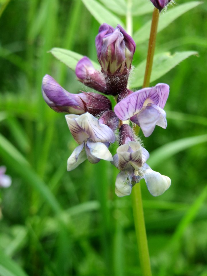 Zaun-Wicke (Vicia sepium) im Simbachtal