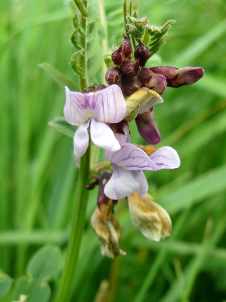 Zaun-Wicke (Vicia sepium) am Kraichbachdamm im Landschaftsschutzgebiet „Hockenheimer Rheinbogen“