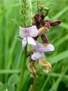 Zaun-Wicke (Vicia sepium) am Kraichbachdamm im Landschaftsschutzgebiet „Hockenheimer Rheinbogen“