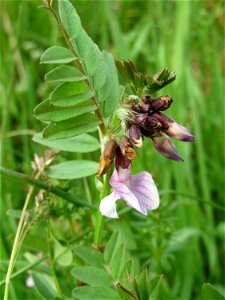 Zaun-Wicke (Vicia sepium) am Kraichbachdamm im Landschaftsschutzgebiet „Hockenheimer Rheinbogen“