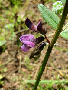 Zaun-Wicke (Vicia sepium) auf dem Hauptfriedhof Saarbrücken