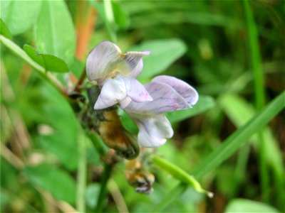 Zaun-Wicke (Vicia sepium) am Remigiusberg bei Kusel