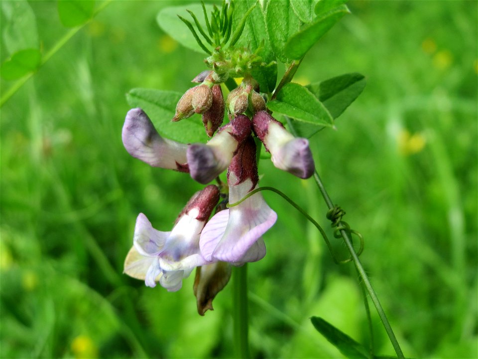 Zaun-Wicke (Vicia sepium) bei Nußloch