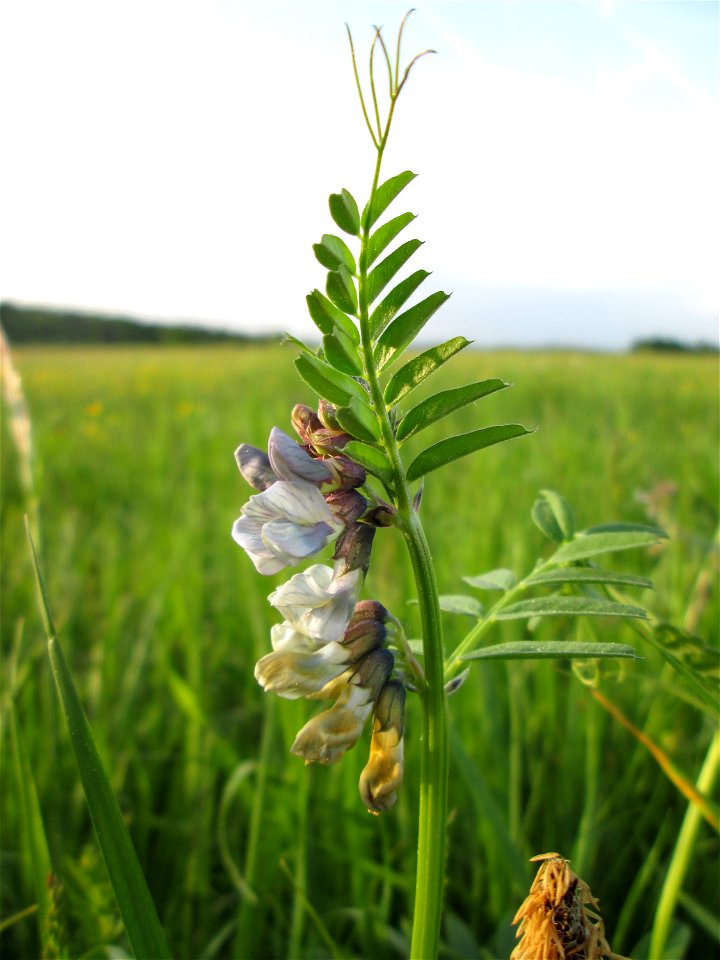 Zaun-Wicke (Vicia sepium) im Landschaftsschutsgebiet „Saalbachniederung“ bei Bruchsal