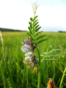 Zaun-Wicke (Vicia sepium) im Landschaftsschutsgebiet „Saalbachniederung“ bei Bruchsal