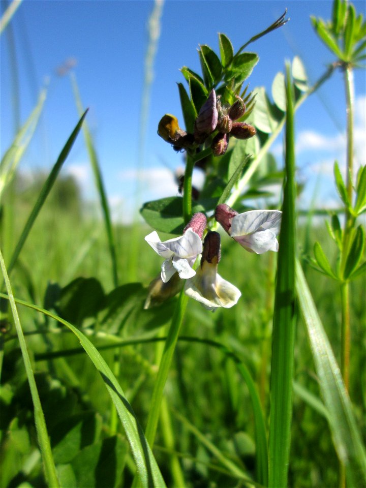 Zaun-Wicke (Vicia sepium) im Naturschutzgebiet „Bachwiesen/Leopoldswiesen“ im Hockenheimer Rheinbogen