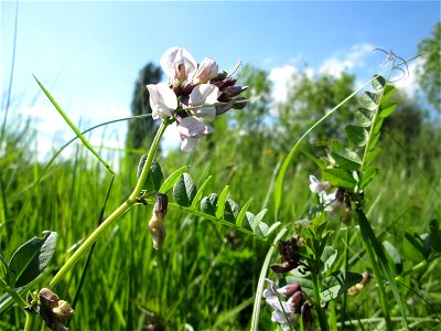 Zaun-Wicke (Vicia sepium) im Naturschutzgebiet „Bachwiesen/Leopoldswiesen“ im Hockenheimer Rheinbogen