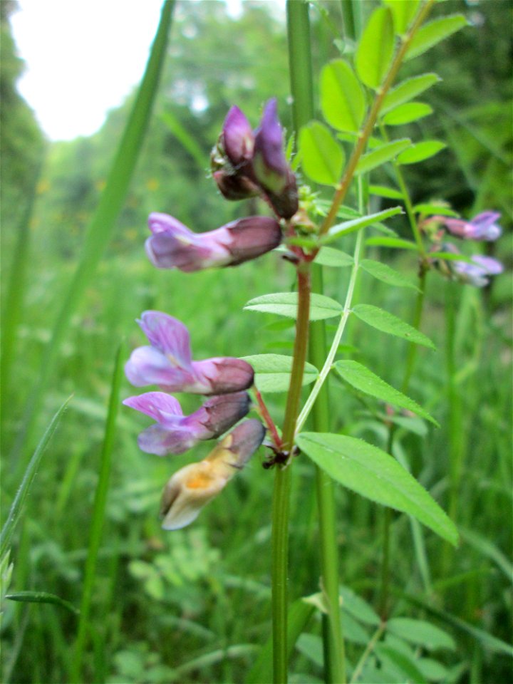 Zaun-Wicke (Vicia sepium) im Meerwiesertal im Landschaftsschurtgebiet „St. Johanner Stadtwald“