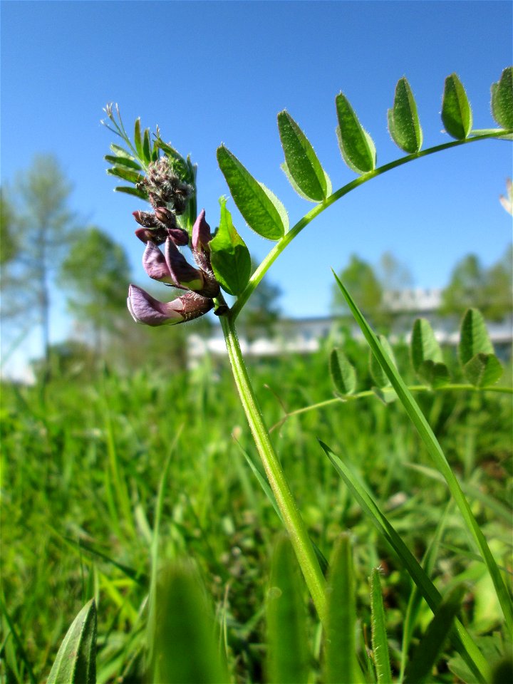 Zaun-Wicke (Vicia sepium) auf einer Wiese an der Ostspange in Saarbrücken
